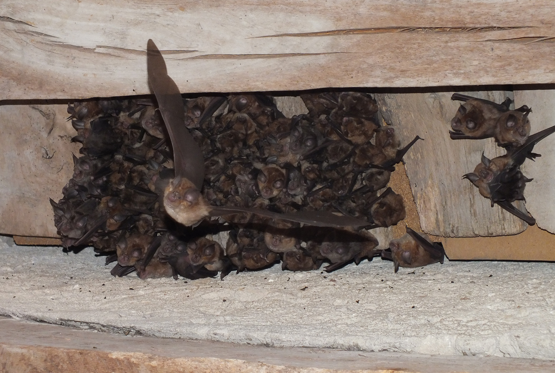 À la rencontre des chauves-souris